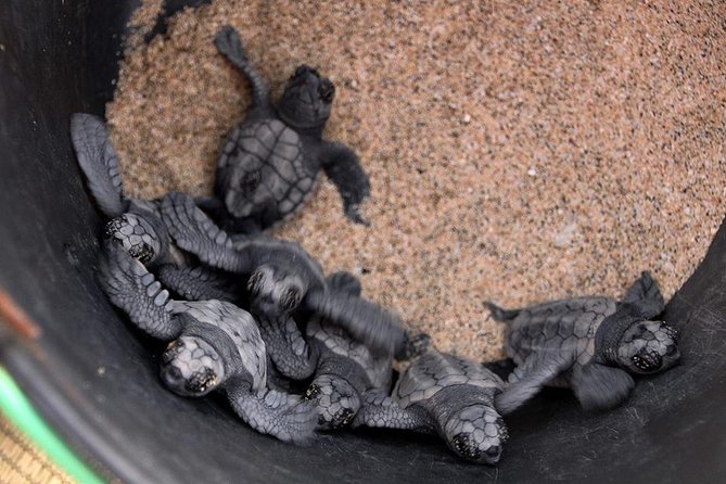4h Turtle Watching with SSV Buggy Night 4WD - Stop 2: Serra Negra, the Black Mountain and a Wild Beach Feel