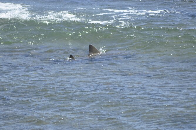 4x4 Tour - Sandboard, Shark & Green Turtle's Bay, Snacks & Drinks - Turtle’s Bay (Baía de Tartaruga): Green Turtles And Patient Watching