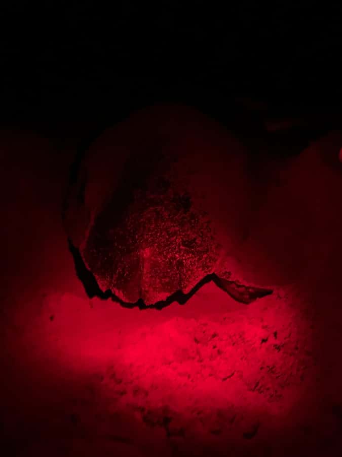 Boa Vista: Guided Turtle Experience with a Certified Guide - Key things to know before you go