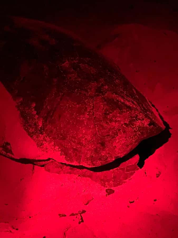 Boa Vista: Guided Turtle Experience with a Certified Guide - Turtle nesting on Boa Vista, and why two hours works