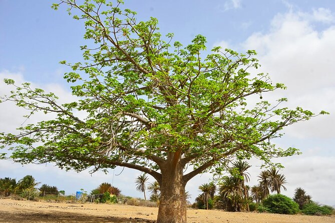 Boa Vista Island: Full-Day Wild Beaches & Viana Desert Experience - Curral Velho: ghost fishing village and the salt mine story