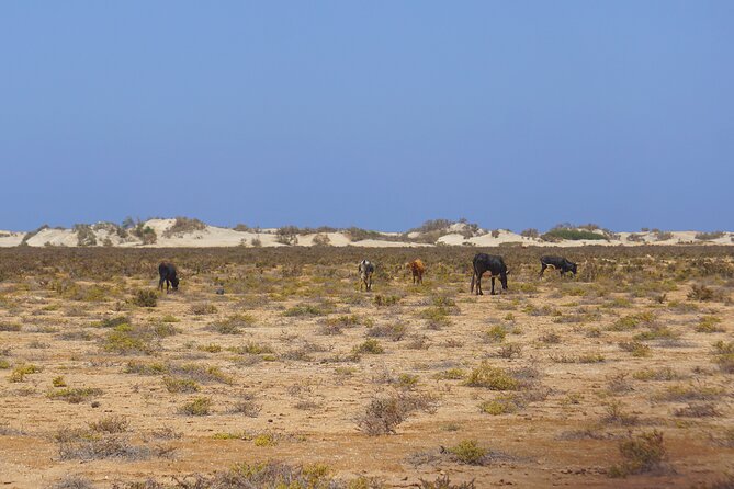 Boa Vista Island: Full-Day Wild Beaches & Viana Desert Experience - Ervatão Beach and loggerhead turtles: plan for the swim window