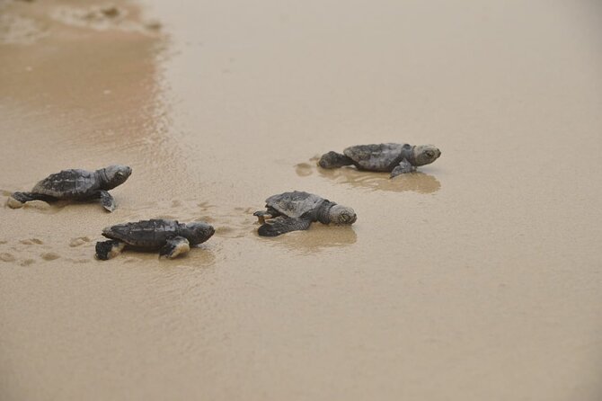 Boa Vista Island: Full-Day Wild Beaches & Viana Desert Experience - São Jorge and Fonte Vicente Oasis: plants with a purpose