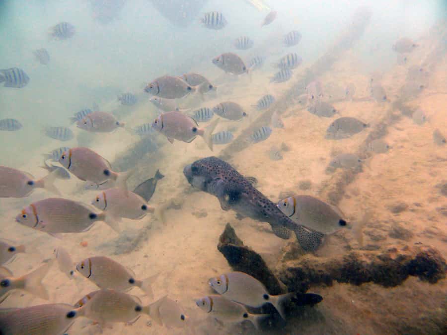 Boa Vista: Motoryacht Trip with Fishing, Snorkel, Beach BBQ - Guide Service, Group Size, and Vibe Checks