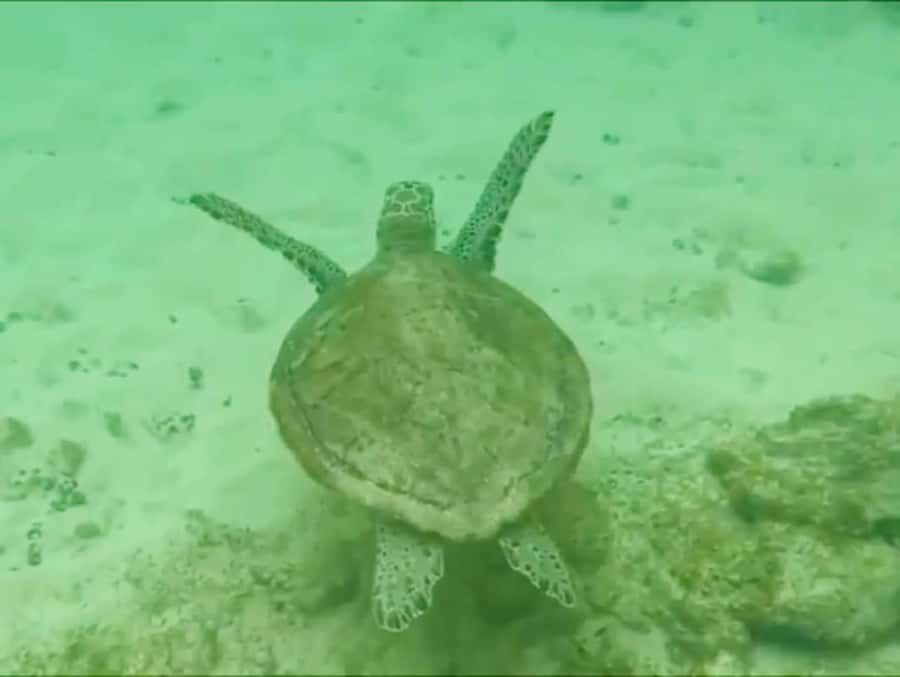 Boa Vista Reef Snorkeling in Gatas Bay / Aperitif with Locals - Key things worth knowing before you go