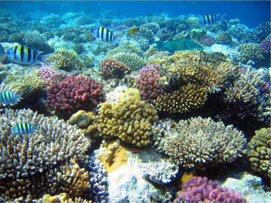 Boa Vista Reef Snorkeling in Gatas Bay / Aperitif with Locals - The 4-hour flow, from hotel pickup to Fundo de Figueiras snacks