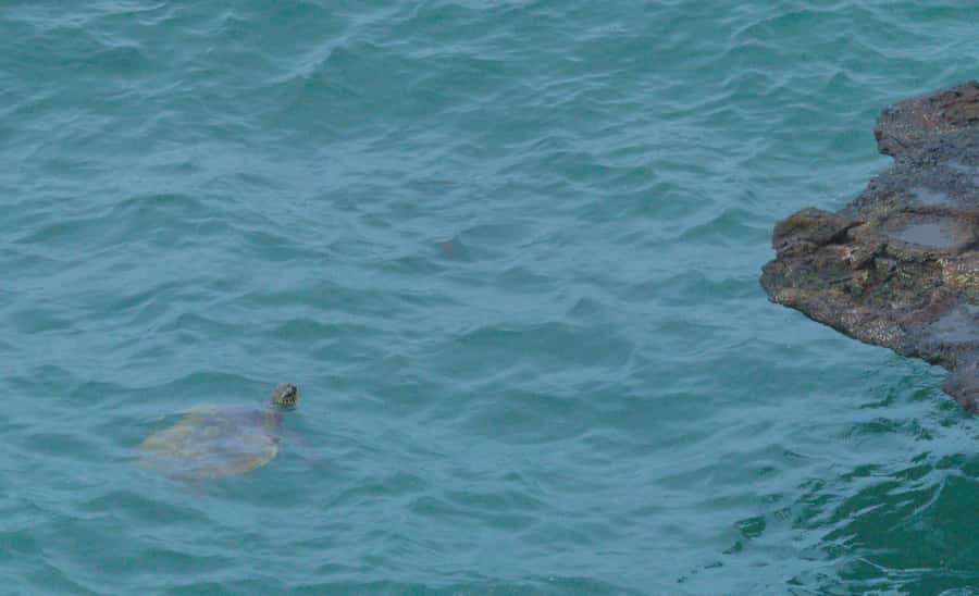 Boa Vista: Shark, Turtles, Cave, Sandboarding & Tasting Tour - Turtle Bay: Year-Round Feeding Grounds for Loggerheads and Greens