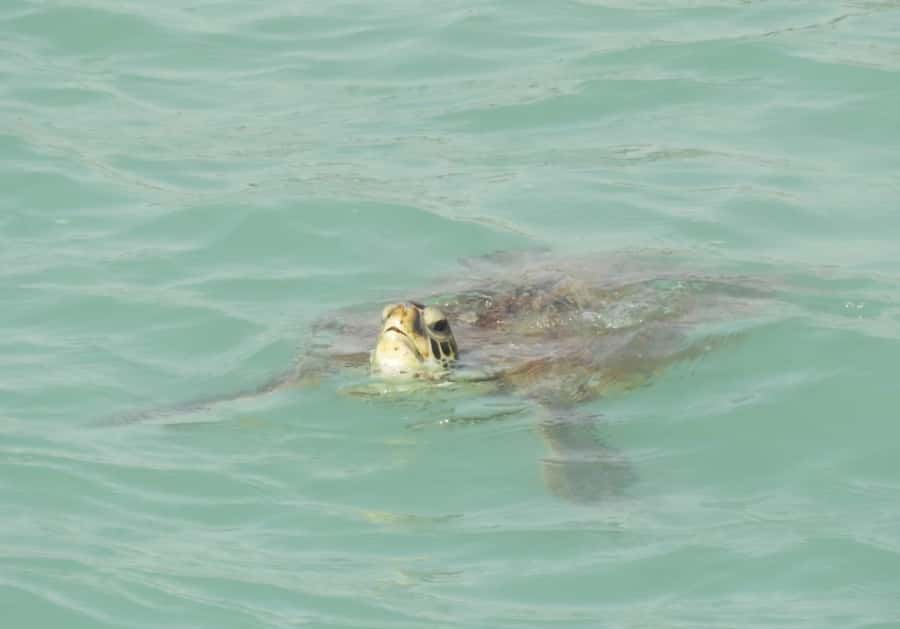 Boa Vista: Turtles, Sharks, City of Sal Rei, Santa Monica Beach, Shipwreck ... - Santa Maria shipwreck and Sal Rei lunch in the capital