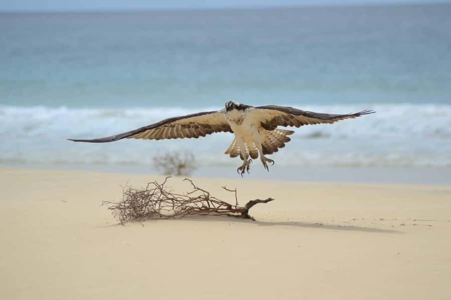 Boa Vista: Turtles, Sharks, City of Sal Rei, Santa Monica Beach, Shipwreck ... - Who this tour fits best, and when to skip