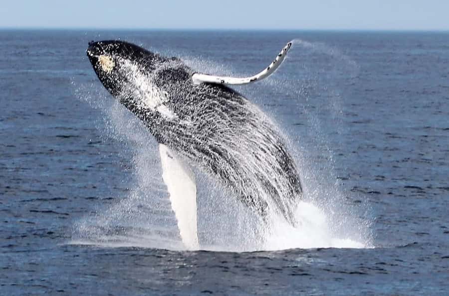 Boa Vista: Whale Watching Trip with Motoryacht - Key things to know before you go