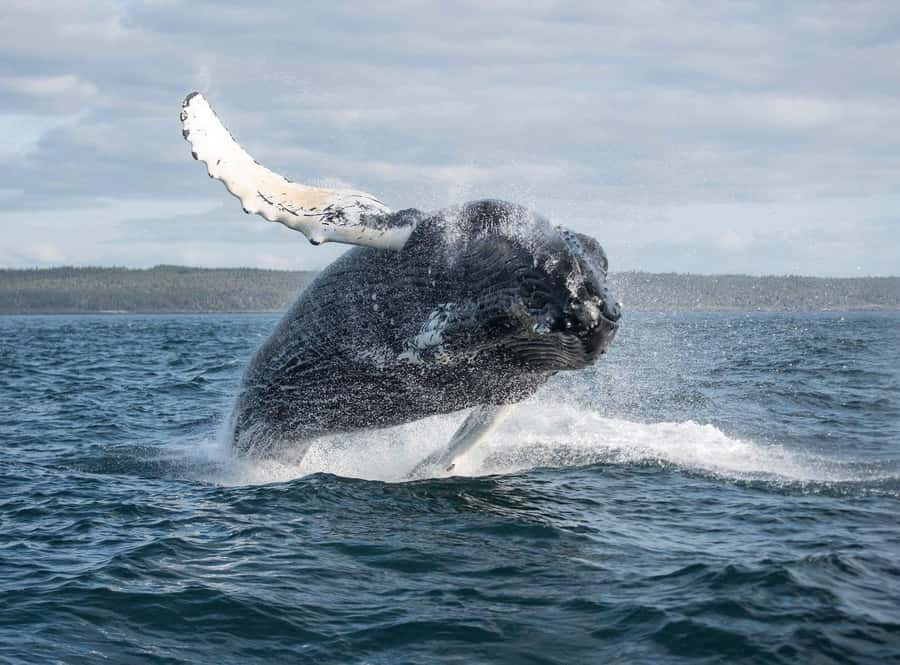 Boa Vista: Whale Watching Trip with Motoryacht - Why Boa Vista’s humpback season is the whole story