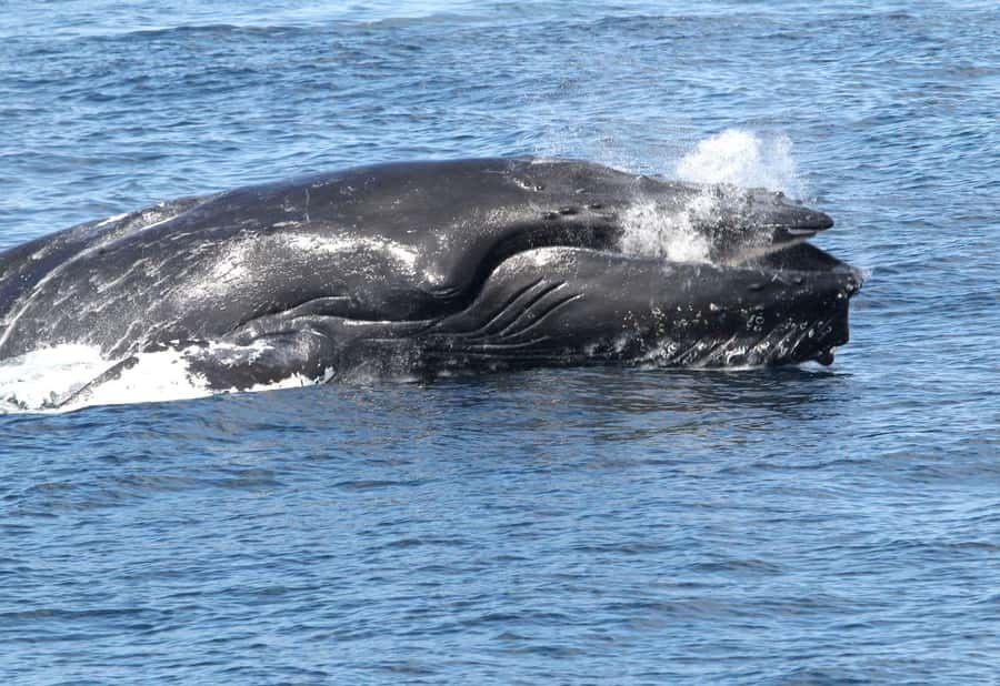 Boa Vista: Whale Watching Trip with Motoryacht - What the marine biologist briefing does for your spotting skills