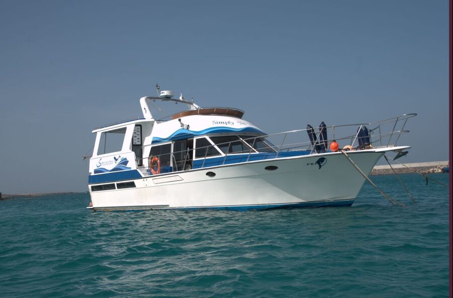 Boa Vista: Whale Watching Trip with Motoryacht - Finding whales out on the water, and why patience counts