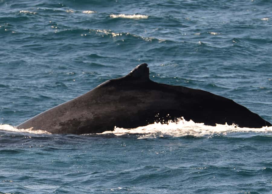 Boa Vista: Whale Watching Trip with Motoryacht - Getting on board without stress: pickup and the port switch