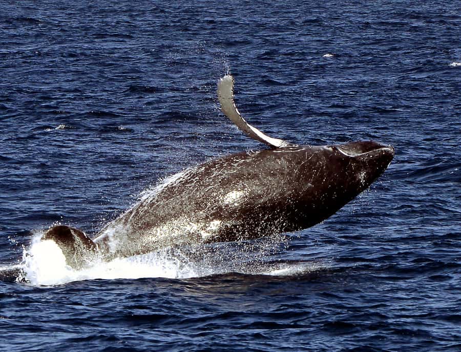 Boa Vista: Whale Watching Trip with Motoryacht - Price and value: what $94 buys you on this whale watch
