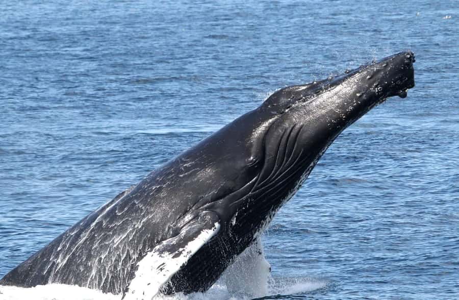 Boa Vista: Whale Watching Trip with Motoryacht - Who this trip is best for, and who should skip it