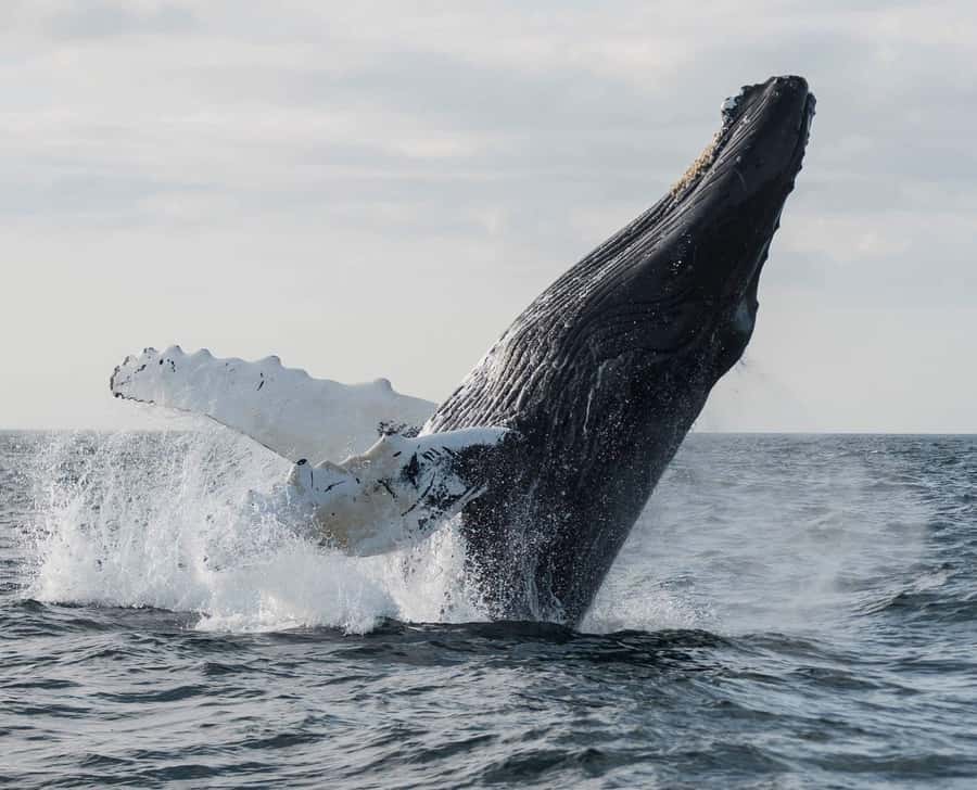 Boa Vista: Whale Watching Trip with Motoryacht - The 3-hour motor yacht plan, from hotel to open water