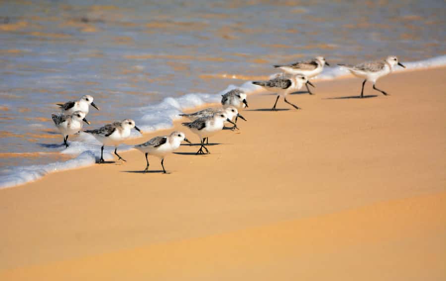 Boavista: Private Birdwatching Expedition in natural Habitat - Key highlights you should care about