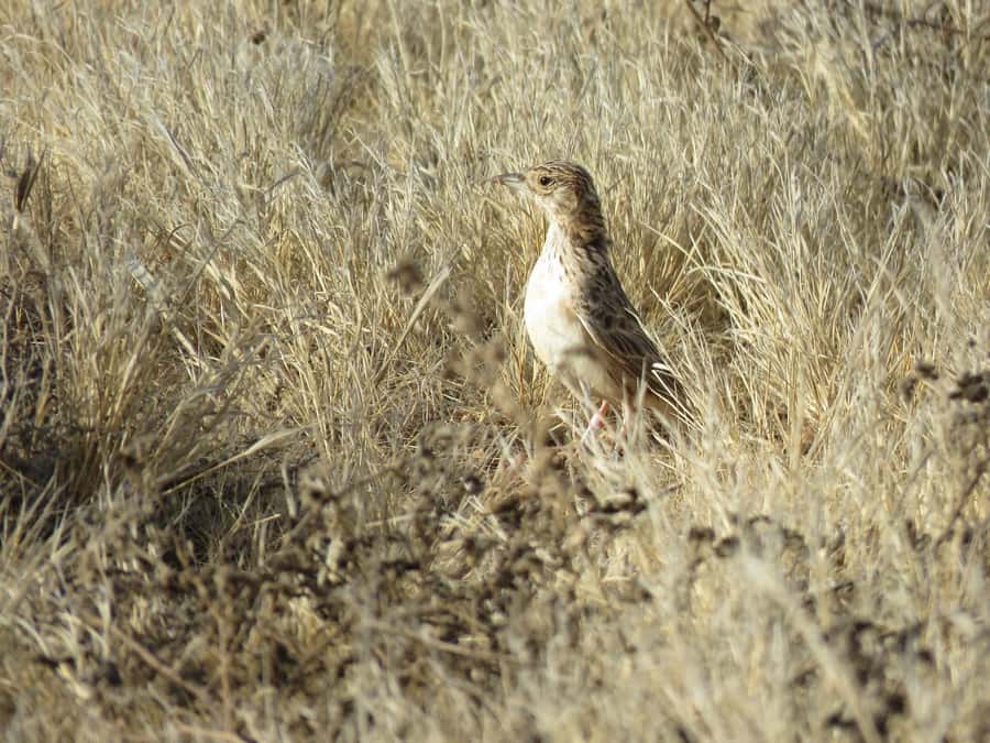 Boavista: Private Birdwatching Expedition in natural Habitat - FAQ