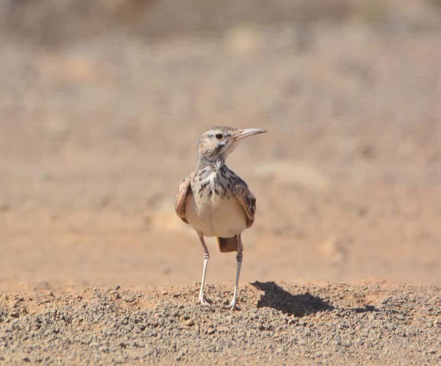 Boavista: Private Birdwatching Expedition in natural Habitat - Boavista birdwatching, done in the places birds actually hang out