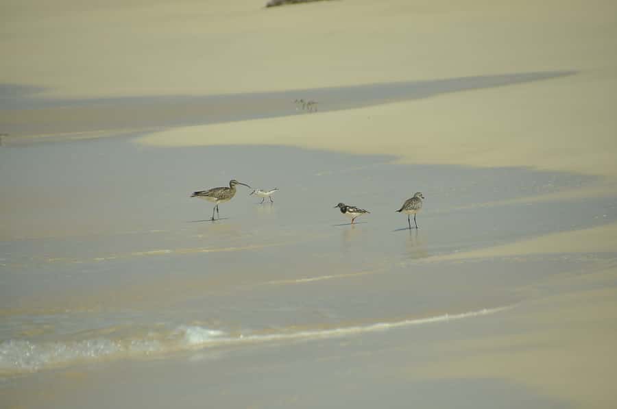 Boavista: Private Birdwatching Expedition in natural Habitat - Choosing the right guide makes or breaks the bird list