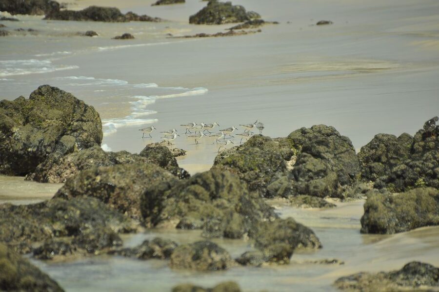 Boavista: Private Birdwatching Expedition in natural Habitat - What you should bring for comfortable, effective bird spotting