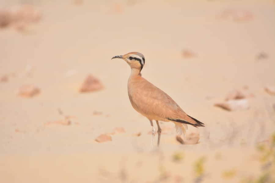 Boavista: Private Birdwatching Expedition in natural Habitat - Price and value: is $176 per person fair for 4 hours?