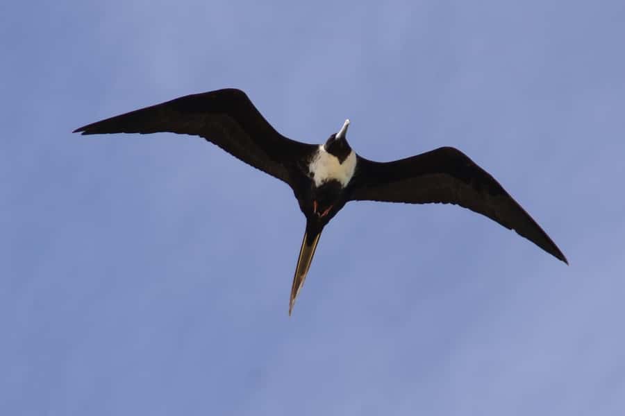 Boavista: Private Birdwatching Expedition in natural Habitat - Who this tour is best for (and who might want to pass)