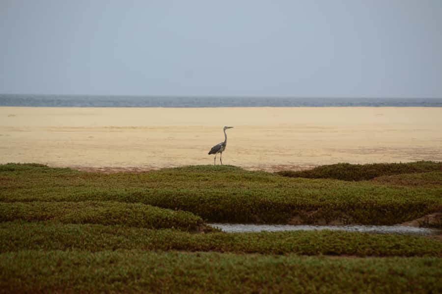 Boavista: Private Birdwatching Expedition in natural Habitat - Should you book Boavista Private Birdwatching Expedition?