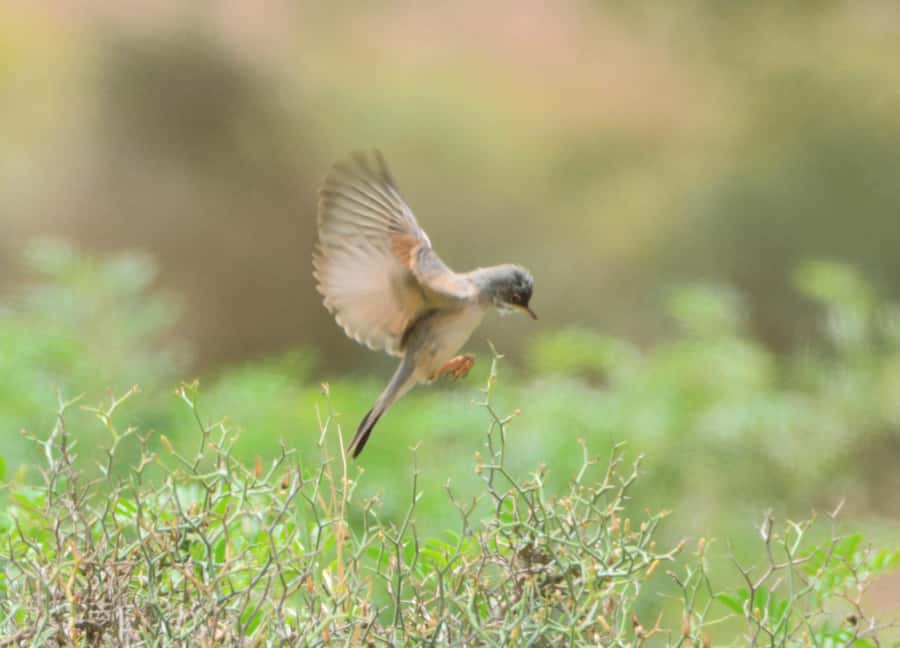 Boavista: Private Birdwatching Expedition in natural Habitat - The flow of a private 4x4 bird tour in 4 hours