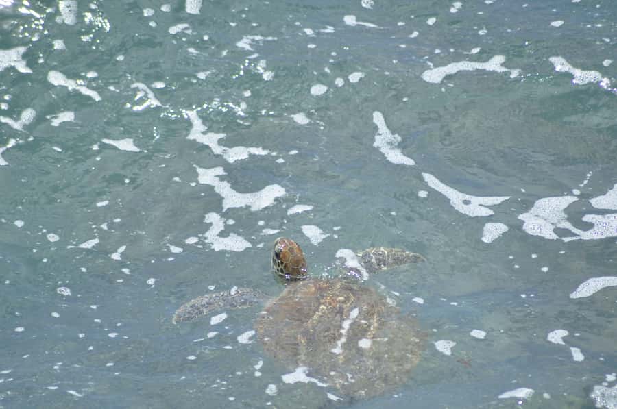 Boavista: Turtle, Shark, Santa Monica, Sandboard & Tasting - Turtle Bay, Baía de Tartaruga: green turtles in normal behavior