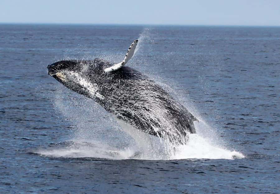 Boavista: Whale Watching half day trip - Safety and Comfort on a Small Boat