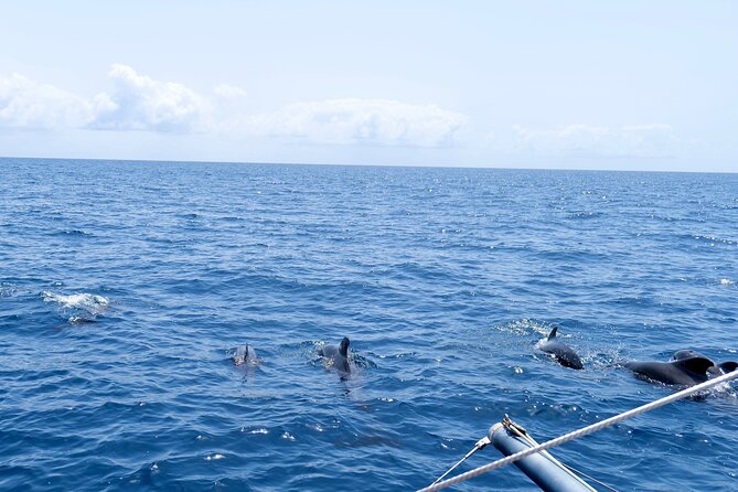 Catamaran Half Day - Beautiful day on the Atlantic Ocean - Weather and Wind: How Sailing Might Look on a Windy Day