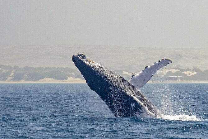 Catamaran Sailing Tour or Whale Watching at Boa Vista - Getting to the meeting point: simple start at Sal Rei