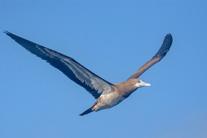 Catamaran Sailing Tour or Whale Watching at Boa Vista - Stop 1, Praia do Estoril: the quick transfer that sets the tone
