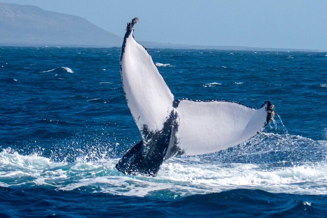 Catamaran Sailing Tour or Whale Watching at Boa Vista - What is included on the boat: the little things that keep morale high