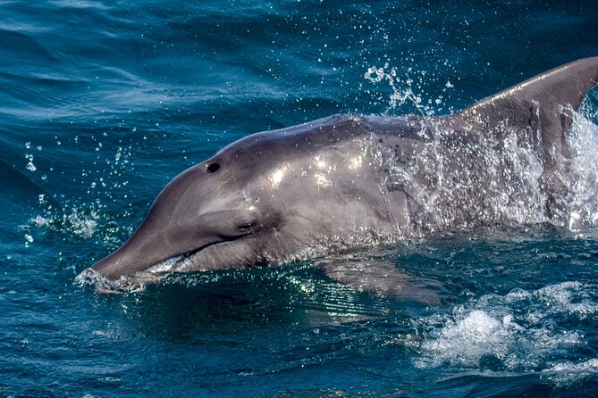 Catamaran Sailing Tour or Whale Watching at Boa Vista - Timing and flow: a half-day that does not feel rushed