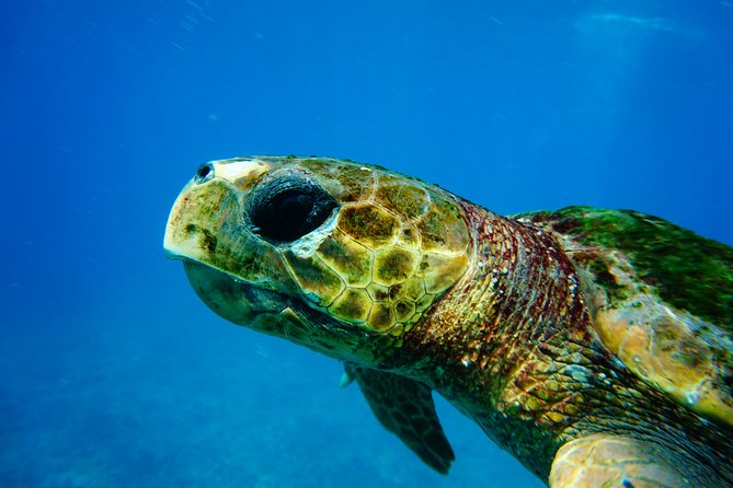 Discover Scuba Diving in Sal - Key things to know before you try your first scuba session