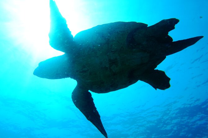 Discover Scuba Diving in Sal - How to plan what to bring, and what to skip
