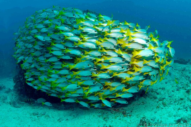 Discover Scuba Diving in Sal - Why this format beats a full certification rush