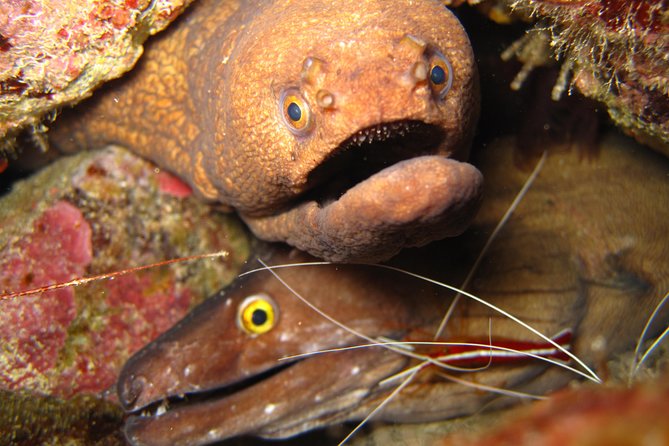 Double Diving in Sal Island - Half Day - Key Highlights I’d Tell a Friend