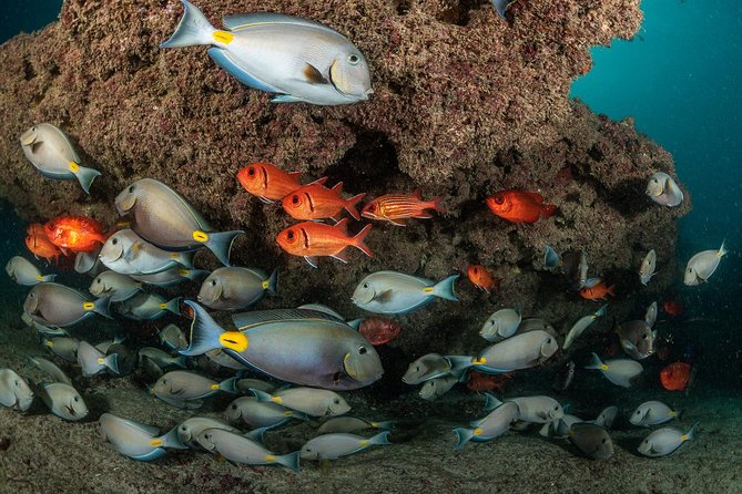 Double Diving in Sal Island - Half Day - The Rule That Matters Most, Certified Only