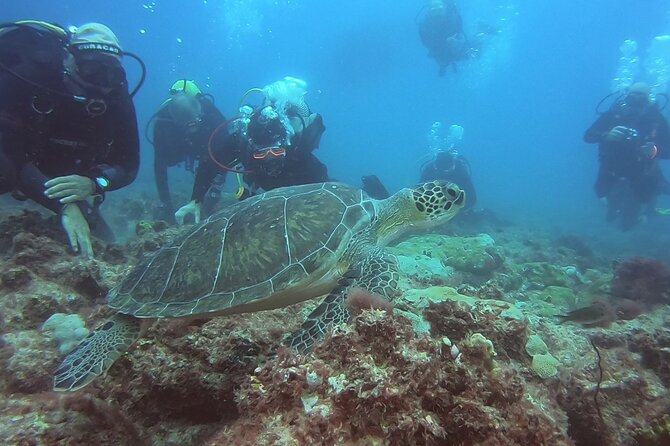 First Diving Experience Try Dive - Key highlights you’ll care about
