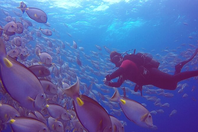 First Diving Experience Try Dive - How the session flows: a guided first experience in the water