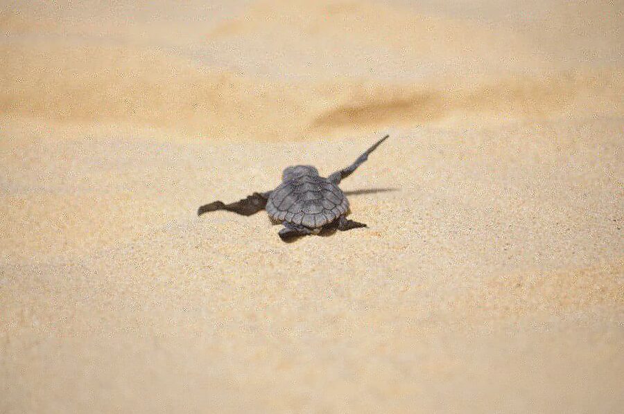 From Boa Vista: Turtle Watching and Nesting Evening Tour - Price and Value at $94, Plus the 3€ Conservation Contribution