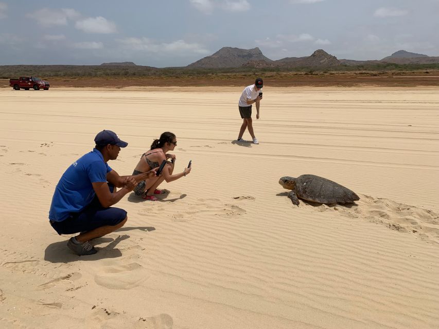 From Boa Vista: Turtle Watching and Nesting Evening Tour - Who This Tour Suits Best (and Who Should Skip It)