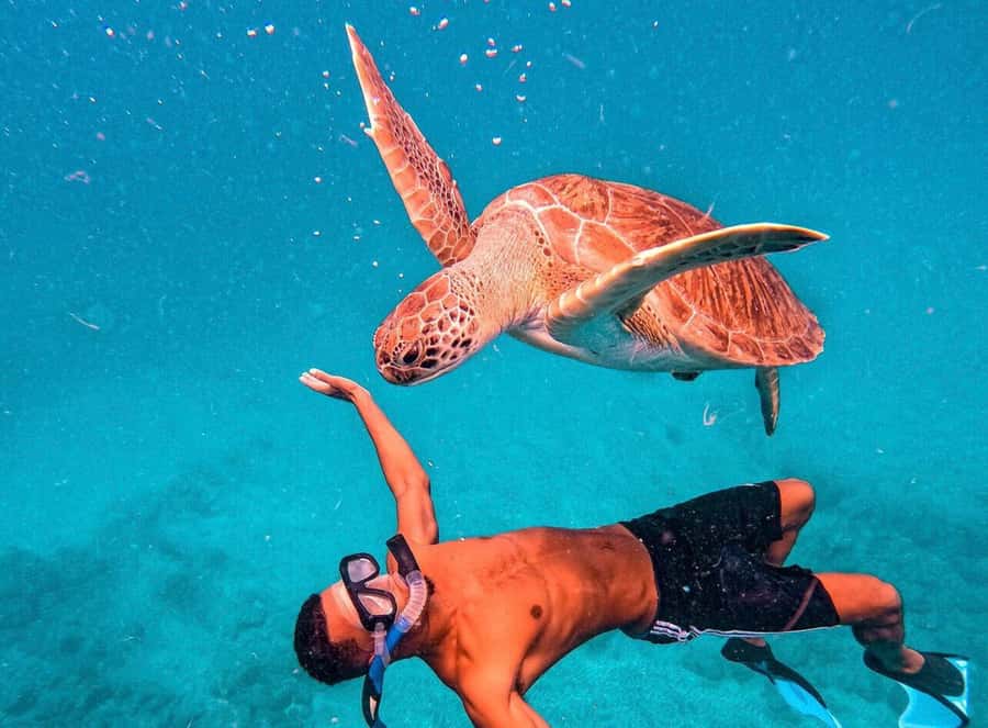 From Mindelo: São Vicente's Enchanting Sea Turtle Snorkeling - Key Points You Should Know Before You Go