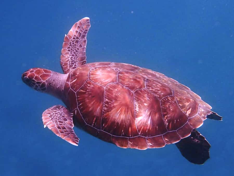 From Mindelo: São Vicente's Enchanting Sea Turtle Snorkeling - Snorkeling Setup and Safety Notes You Actually Need