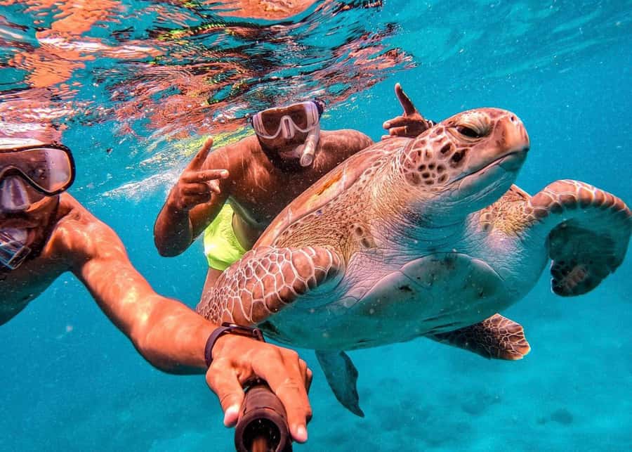 From Mindelo: São Vicente's Enchanting Sea Turtle Snorkeling - Getting There From Mindelo: Pickup, Transfers, and Timing Reality