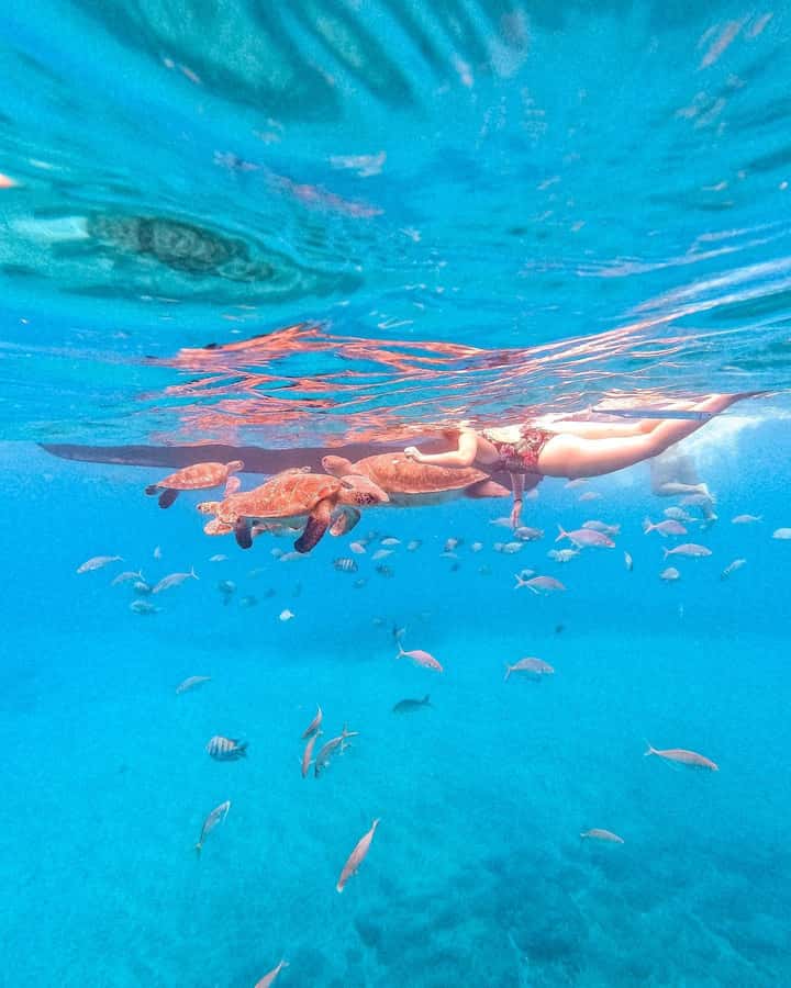 From Mindelo: Snorkel and Swim with Sea Turtles - A wooden boat ride, then watching turtles approach